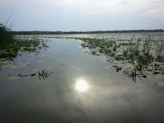 delta (1)