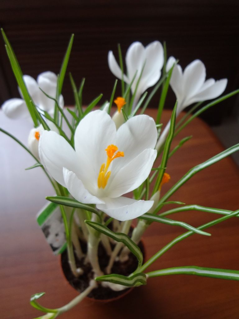 ghiocei
