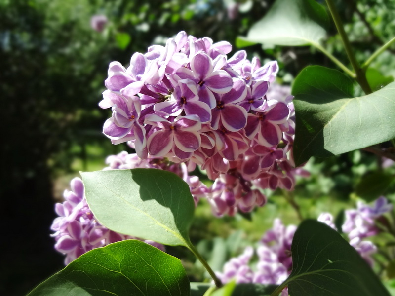 liliac