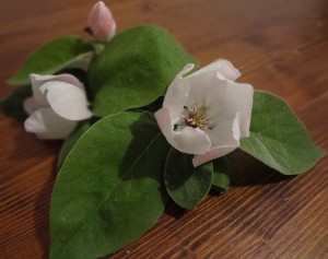 losingflowers